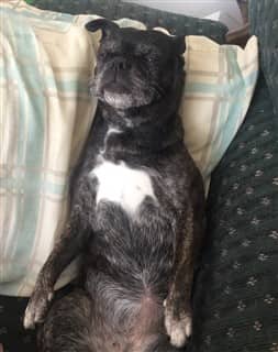 black-brindle-pug-dog